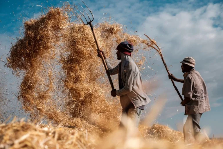 The Future of Agribusiness Management